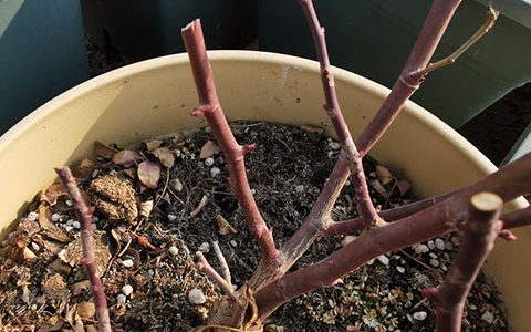 月季春季修剪为什么要在萌芽前进行