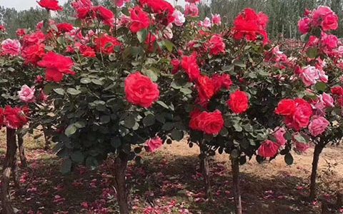 树状月季什么品种勤花又好养