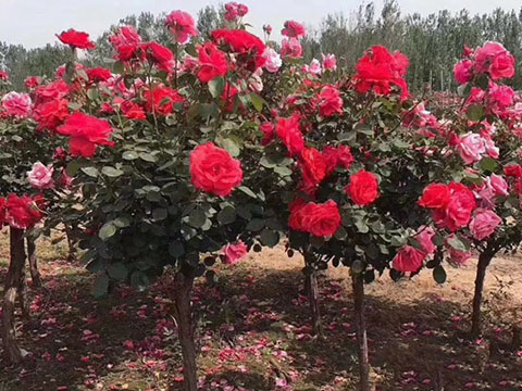 树状月季什么品种勤花又好养 树状月季什么品种勤花又好养
