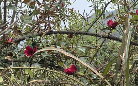 贵州省植物园科研团队在惠水县发现国家二级保护植物亮叶月季