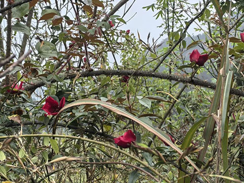贵州省植物园科研团队在惠水县发现国家二级保护植物亮叶月季