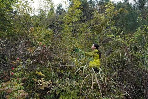 贵州省植物园科研团队在惠水县发现国家二级保护植物亮叶月季