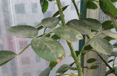月季叶枯病的症状以及防治方法 月季叶枯病的症状以及防治方法