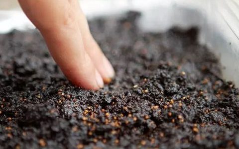 地栽月季花的养殖方法