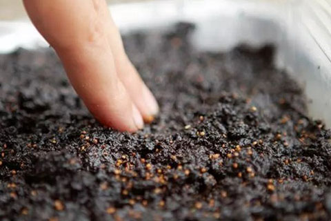 地栽月季花的养殖方法