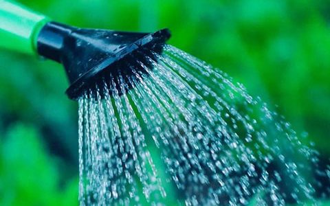盆栽月季浇水的正确方法