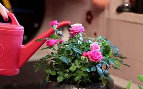 月季花养殖方法和注意事项