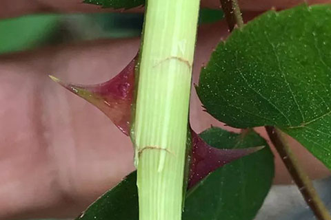 月季枝条发蔫，小心茎蜂