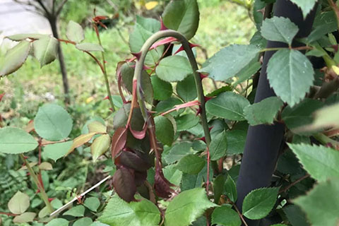 月季枝条发蔫，小心茎蜂