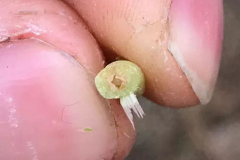 月季枝条发蔫，小心茎蜂