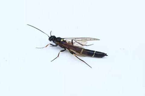 月季枝条发蔫，小心茎蜂
