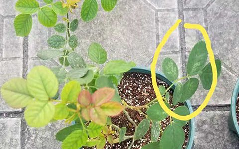 教你如何用简单方法搞定红蜘蛛