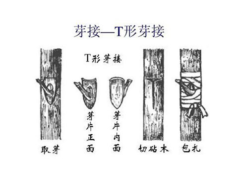 棒棒糖月季嫁接攻略