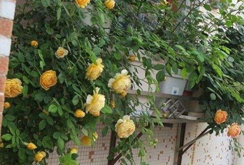 阳台适合种哪些月季,有什么需要注意的地方 阳台适合种哪些月季,有什么需要注意的地方