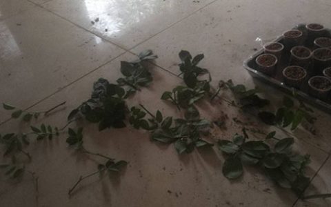 大神花友分享的月季扦插方法