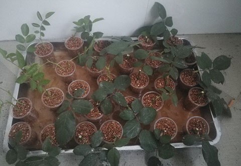 大神花友分享的月季扦插方法