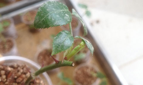 大神花友分享的月季扦插方法