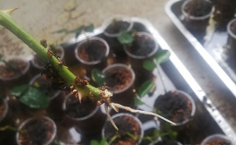 大神花友分享的月季扦插方法