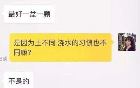 不同花色的月季可以栽到同一个花盆里吗