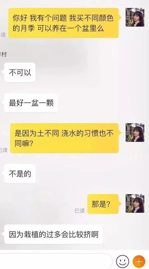 不同花色的月季可以栽到同一个花盆里吗