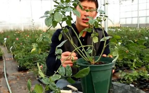 大花月季,丰花月季,微型月季的冬季修剪