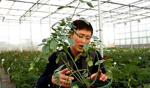 大花月季,丰花月季,微型月季的冬季修剪