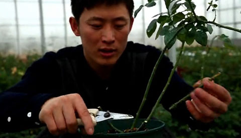 大花月季,丰花月季,微型月季的冬季修剪