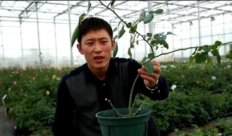 大花月季,丰花月季,微型月季的冬季修剪