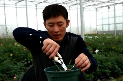大花月季,丰花月季,微型月季的冬季修剪