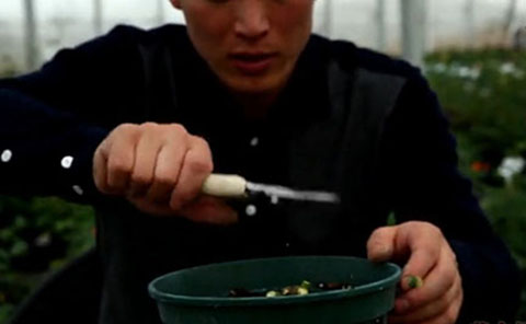 大花月季,丰花月季,微型月季的冬季修剪