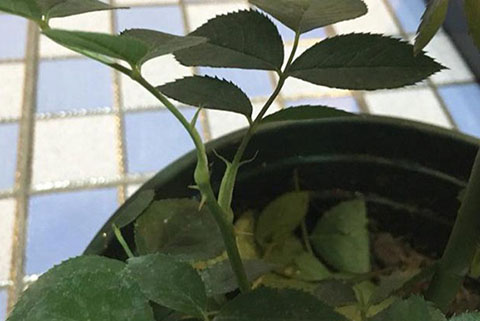 怎么去分辨月季的盲枝