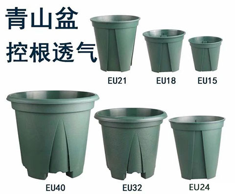 月季花的养殖方法和注意事项