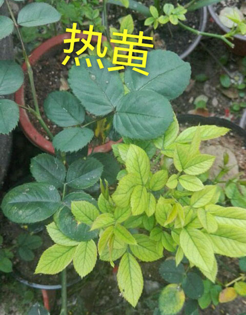 月季夏季黄叶有哪些原因？对应处理方法