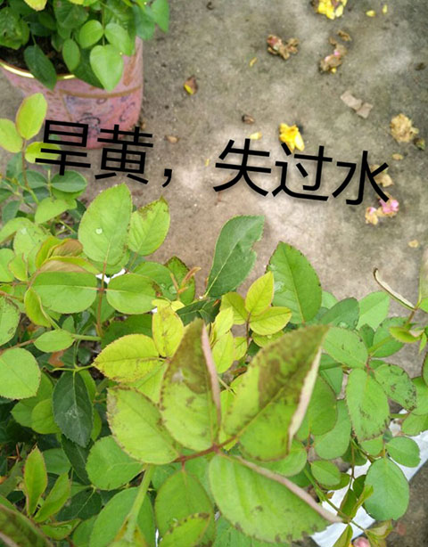 月季夏季黄叶有哪些原因？对应处理方法