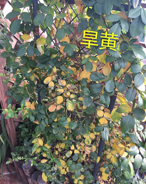 月季夏季黄叶有哪些原因？对应处理方法