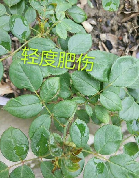 月季夏季黄叶有哪些原因？对应处理方法