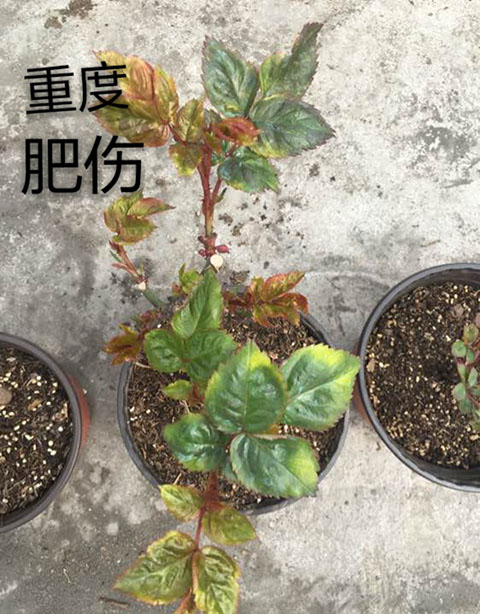 月季夏季黄叶有哪些原因？对应处理方法