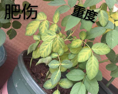 月季夏季黄叶有哪些原因？对应处理方法