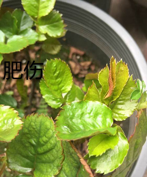 月季夏季黄叶有哪些原因？对应处理方法