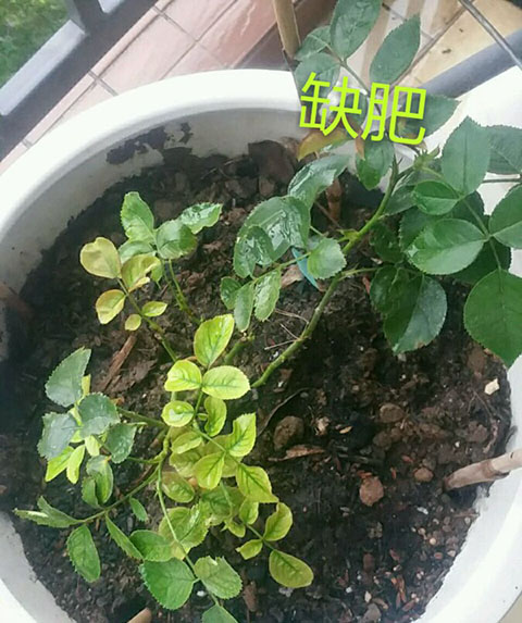 月季夏季黄叶有哪些原因？对应处理方法