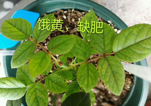 月季夏季黄叶有哪些原因？对应处理方法