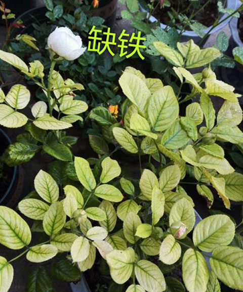 月季夏季黄叶有哪些原因？对应处理方法