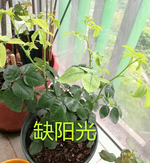 月季夏季黄叶有哪些原因？对应处理方法