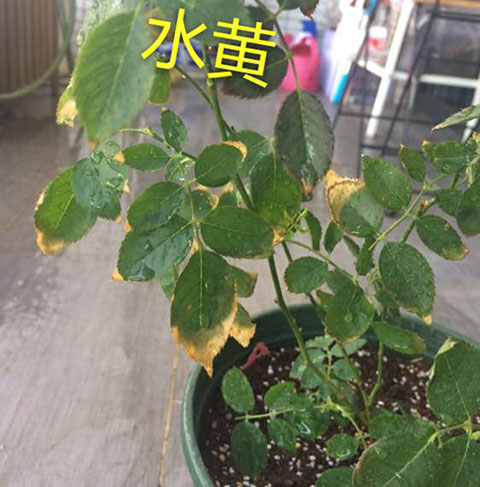 月季夏季黄叶有哪些原因？对应处理方法