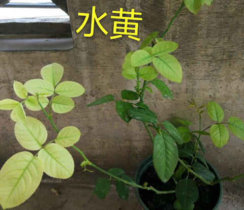 月季夏季黄叶有哪些原因？对应处理方法