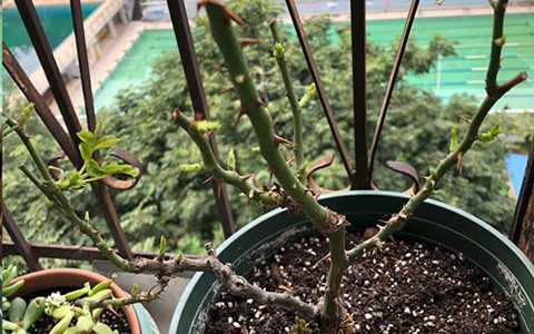 月季怎样抹芽？这几类芽一定要抹掉！