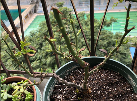 月季怎样抹芽？这几类芽一定要抹掉！