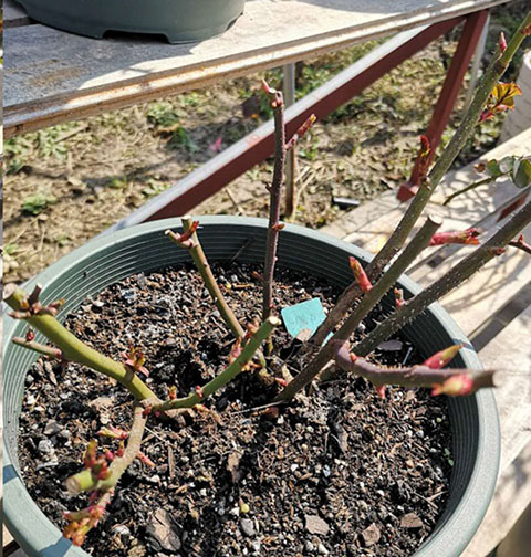 月季怎样抹芽？这几类芽一定要抹掉！