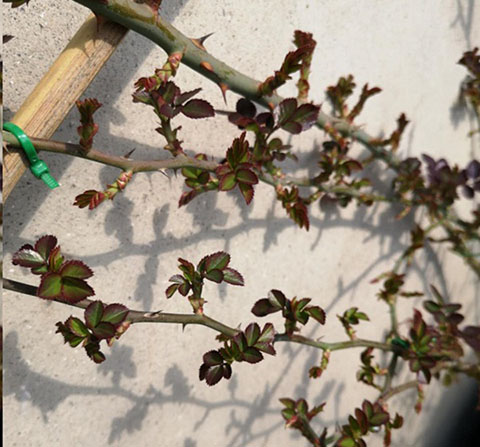 月季怎样抹芽？这几类芽一定要抹掉！