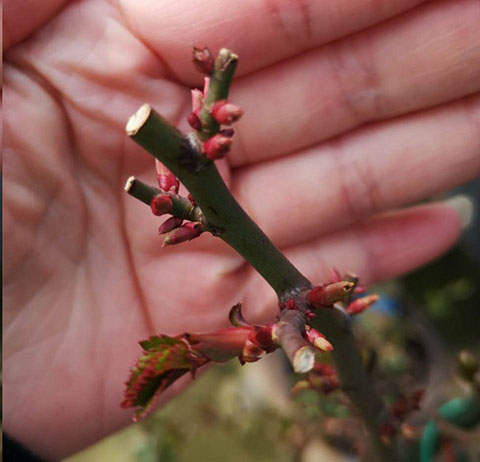 月季怎样抹芽？这几类芽一定要抹掉！